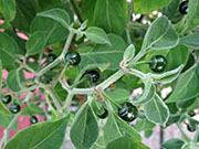Capsicum Galapagoense