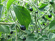 Capsicum Galapagoense