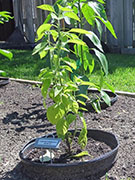 Capsicum Galapagoense