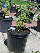 Capsicum Galapagoense