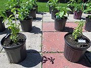 Capsicum Galapagoense