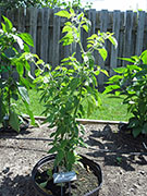 Capsicum Galapagoense
