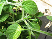Capsicum Galapagoense