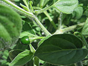 Capsicum Galapagoense