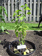 Capsicum Galapagoense