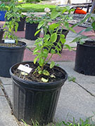 Capsicum Galapagoense