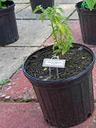 Capsicum Galapagoense