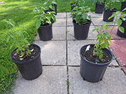 Capsicum Galapagoense