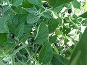 Capsicum Galapagoense