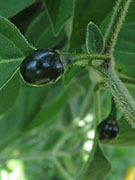Capsicum Galapagoense