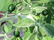 Capsicum Galapagoense