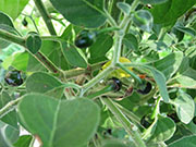 Capsicum Galapagoense