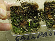 Capsicum Galapagoense