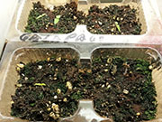 Capsicum Galapagoense