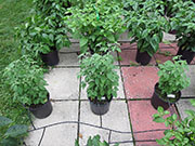Capsicum Galapagoense