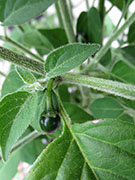 Capsicum Galapagoense