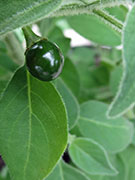 Capsicum Galapagoense