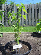 Capsicum Galapagoense