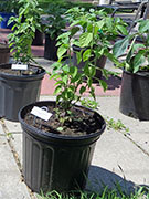 Capsicum Galapagoense