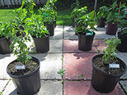 Capsicum Galapagoense