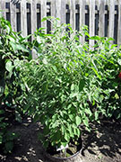 Capsicum Galapagoense