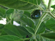 Capsicum Galapagoense