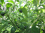 Capsicum Galapagoense