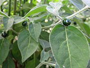 Capsicum Galapagoense