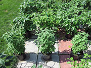 Capsicum Galapagoense