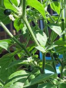 Capsicum Galapagoense