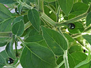 Capsicum Galapagoense
