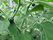Capsicum Galapagoense