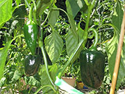 Mulato Isleno