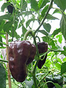 Mulato Isleno
