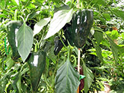 Mulato Isleno