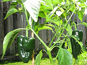 Mulato Isleno