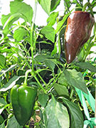 Mulato Isleno