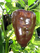 Mulato Isleno
