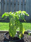White Naga