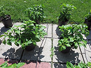 White Naga