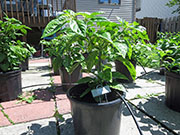 White Naga