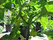 White Naga
