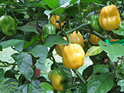 White Naga
