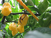 White Naga