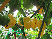 White Naga