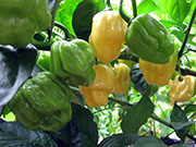 White Naga