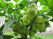White Naga