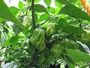 White Naga