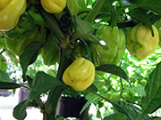 White Naga