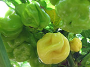 White Naga